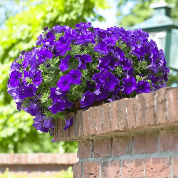 petunia-surfinia giant-blue11919407-794A-3484-ABDA-352ABA62EACB.jpg